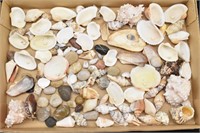 Collection of Small Clam Shells, Polished Rocks &