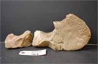2 Fossil Bones