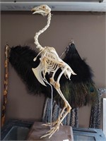 Vtg. Full Scale Chicken Skeleton on Stand