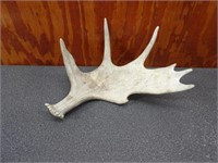 Moose Antler