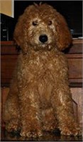 GOLDEN DOODLE - M- 11-26-2017