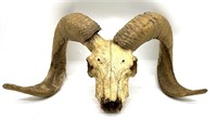 Ram Skull with Horns 20” Wide