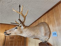 Buck w/ appr. 20" spread & arrow