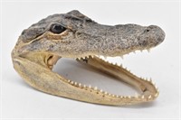 Alligator Head / Jaws