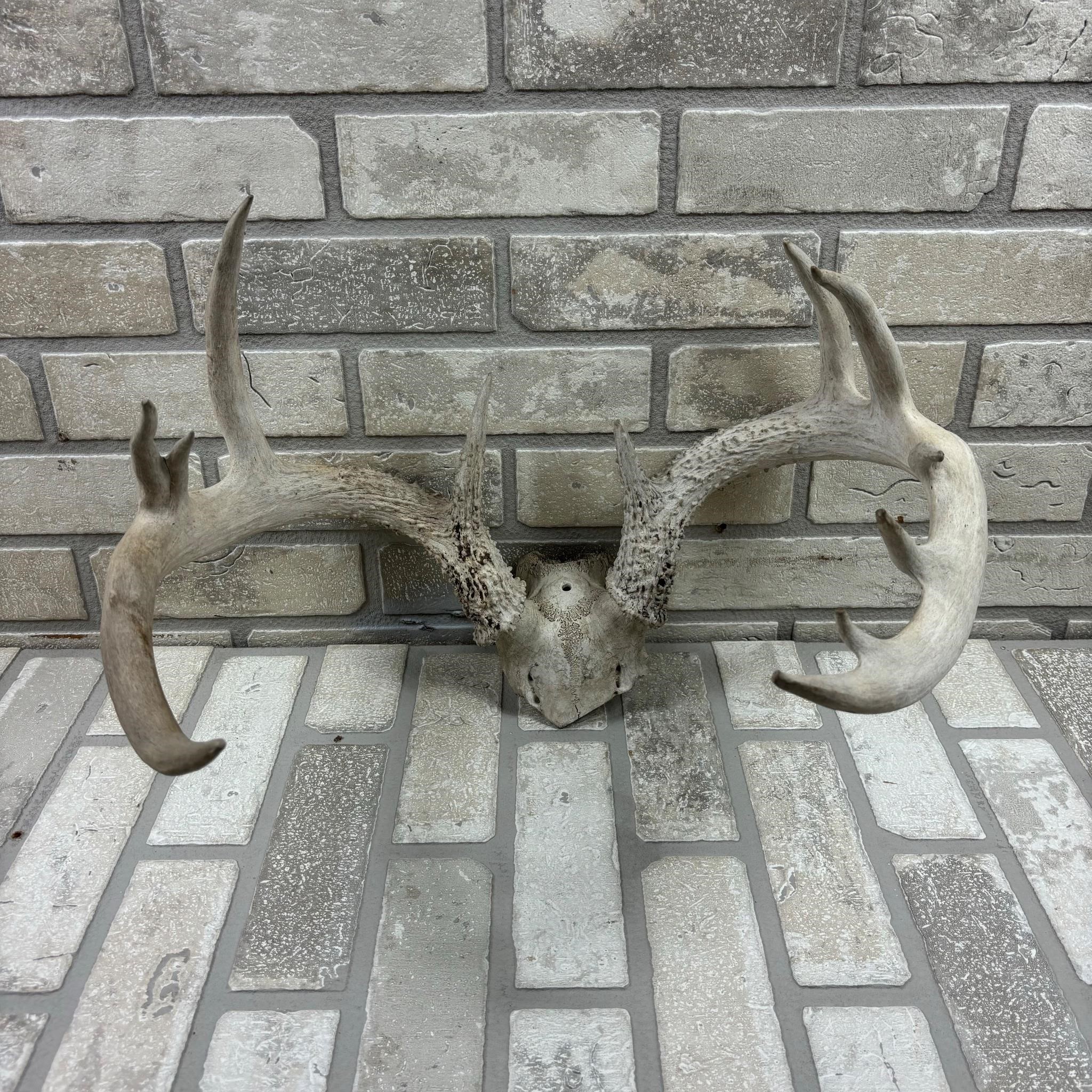 Deer Antlers, Non-typical