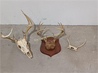 (3) Deer Antler Mounts