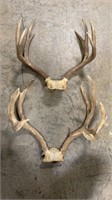 2 Sets of Deer Antlers, 17.5 & 19.5in. Wide