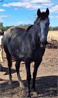 (VIC) WARMBLOOD X TB MARE