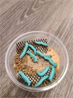 10 Live Hornworms