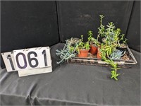 6 Assorted Live Succulent Plants