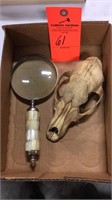 Skull and magnifying glass