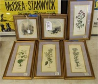 6 Framed Hand colored Engravings