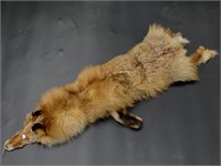Poor red fox pelt