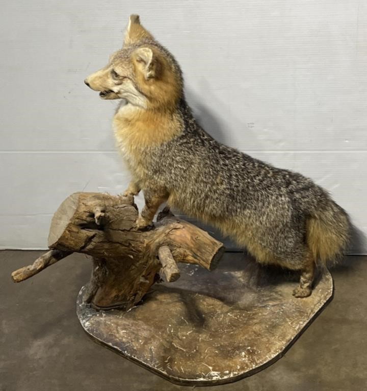 (PQ) Taxidermy Fox Mount On Log 29 inches Tall