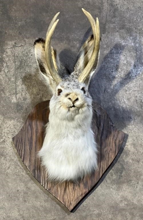 (PQ) Taxidermy Jackalope Mount