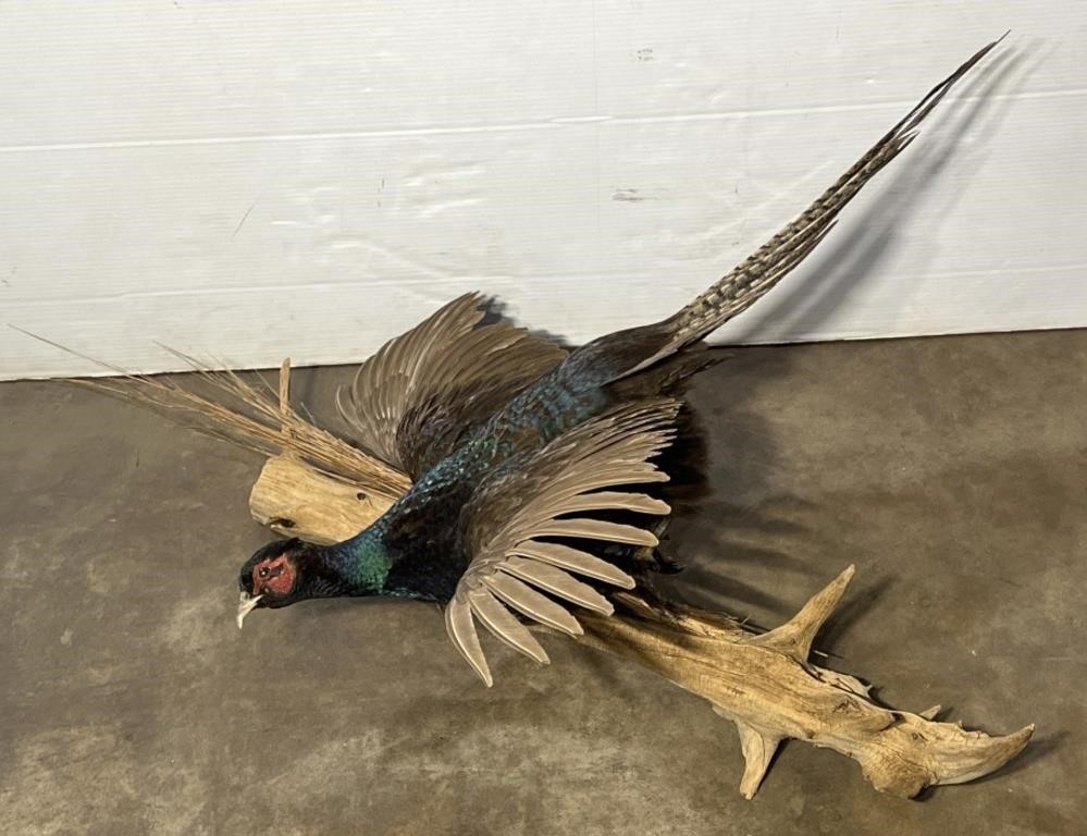 (PQ) Taxidermy Pheasant Mount On Log 46 Long Bird