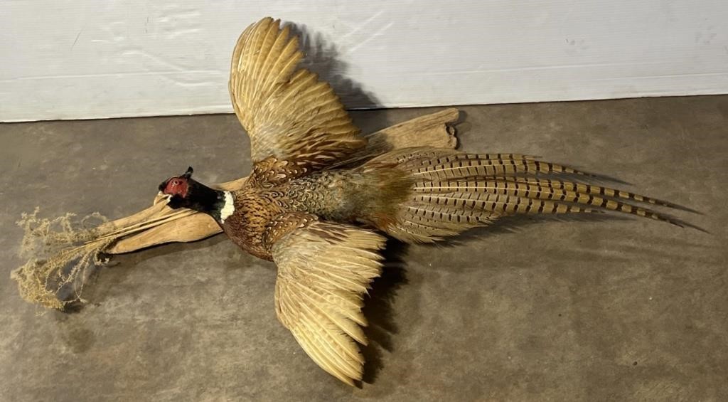 (PQ) Taxidermy Pheasant On Log bird Is 34x27