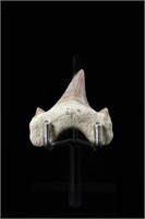 Shark tooth - L: 1.41", W:1.53"
