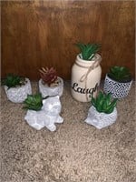 All New Variety of succulents
