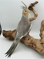 Unsexed-Baby Cockatiel