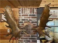 Moose Horns