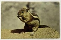 Vintage H.S Crocker Co. Squirrel RPPC!