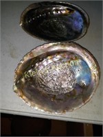 pair of large abalone seashells 7" x 5 1/2"
