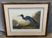 Little Blue Heron Limited Edition Print