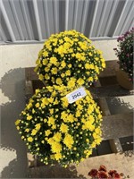 PAIR OF POTTED YELLOW MUMS