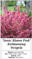 3 Sonic Bloom Pink Weigela Plants
