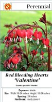 6 Valentine Red Bleeding Heart Plants
