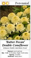 5 Double Coded Butter Pecan Coneflower Plants