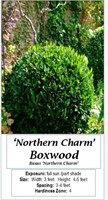 5 Northern Charm Boxwood Plants