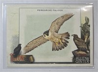 2023 Topps Allen & Ginter #TT3 Peregrine Falcon!