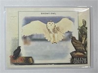 2023 Topps Allen & Ginter #TT-8 Snowy Owl Talonted