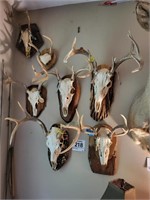 Assorted antlers