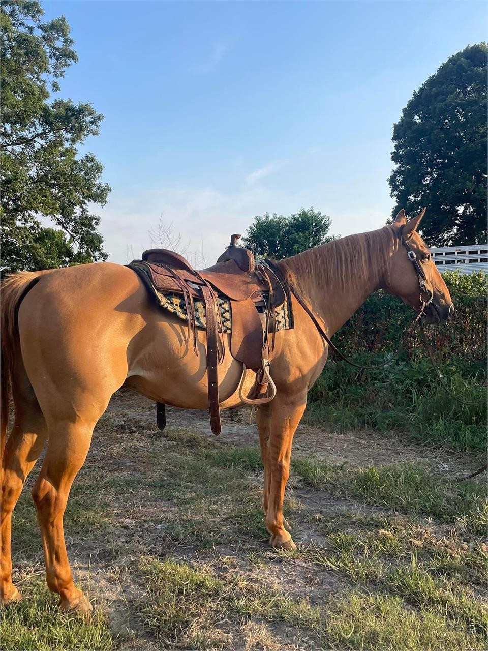 American Made Livestock Market RIDING HORSE SPECIAL