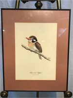 1962 "White-eared Puffbird" Signed & Framed Print