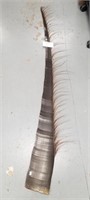 75" long baleen strip     (k 67)