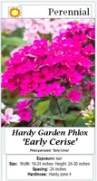 6 Cerise Purple Garden Phlox Plants