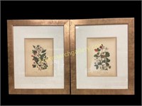 Pair Botanical Lithograph Prints