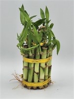2 tier bamboo