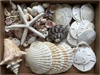 Assorted Seashell Grouping