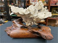 Beautiful Large coral piece on driftwood base