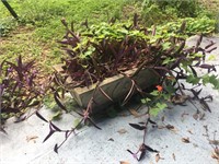 Concrete Planter w/ Plant Lot B