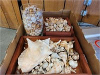 TRAY OF ASSORTED SHELLS, CONCH SHELLS