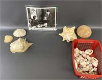 Autographed photograph and group seashells