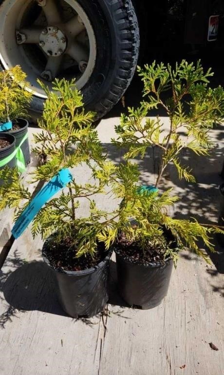 Online Nursery Plant Auction 6/20