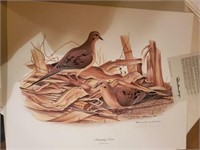 MOURNING DOVE PRINT - SIGNED RICHARD EVANS YOUNGER