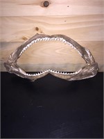 Complete Bull Shark Jaw with Teeth 13" X 6"